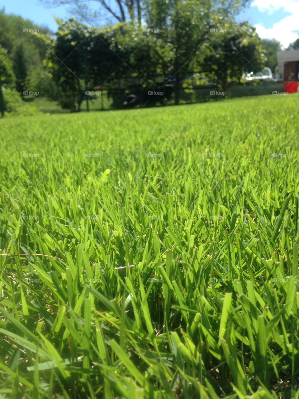 Grass. Laying out in the grass.