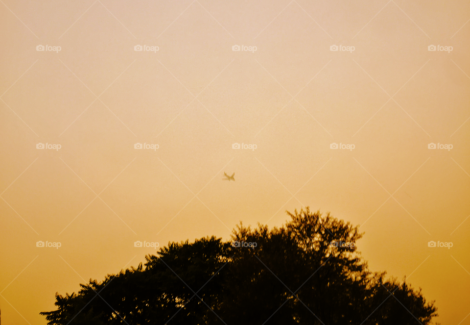 Tree, Airplane and Sky