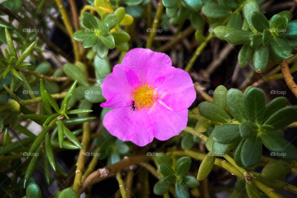 flower and ant