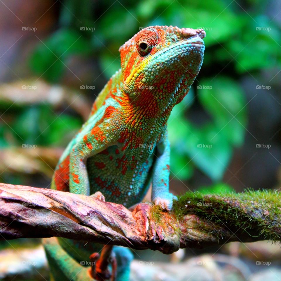 Chameleon 