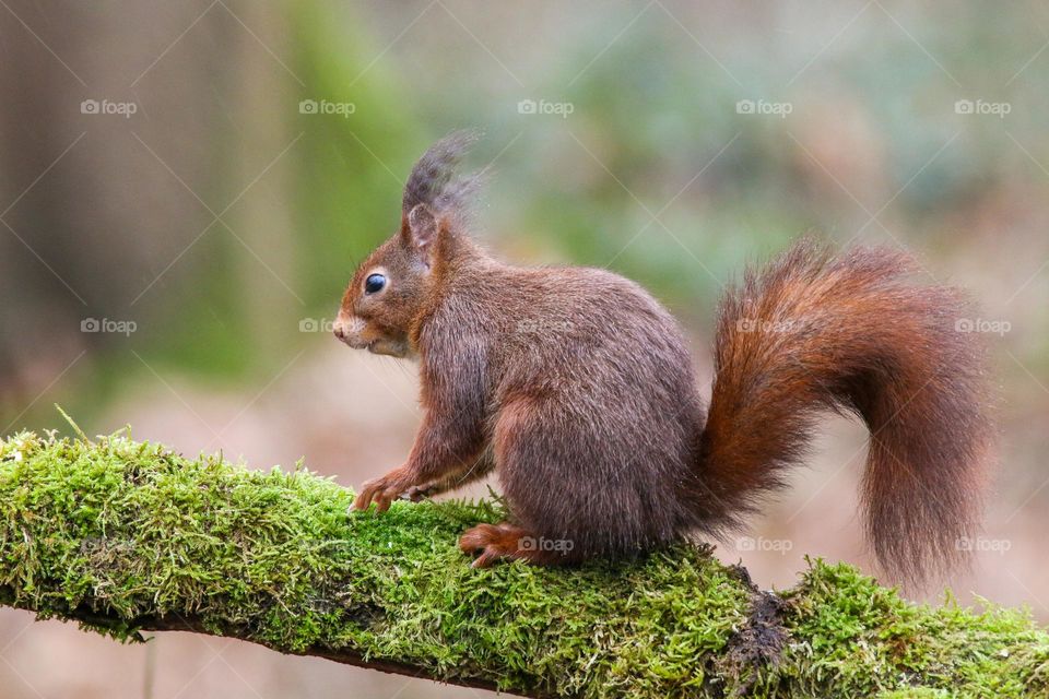 Red squirrel in the forest