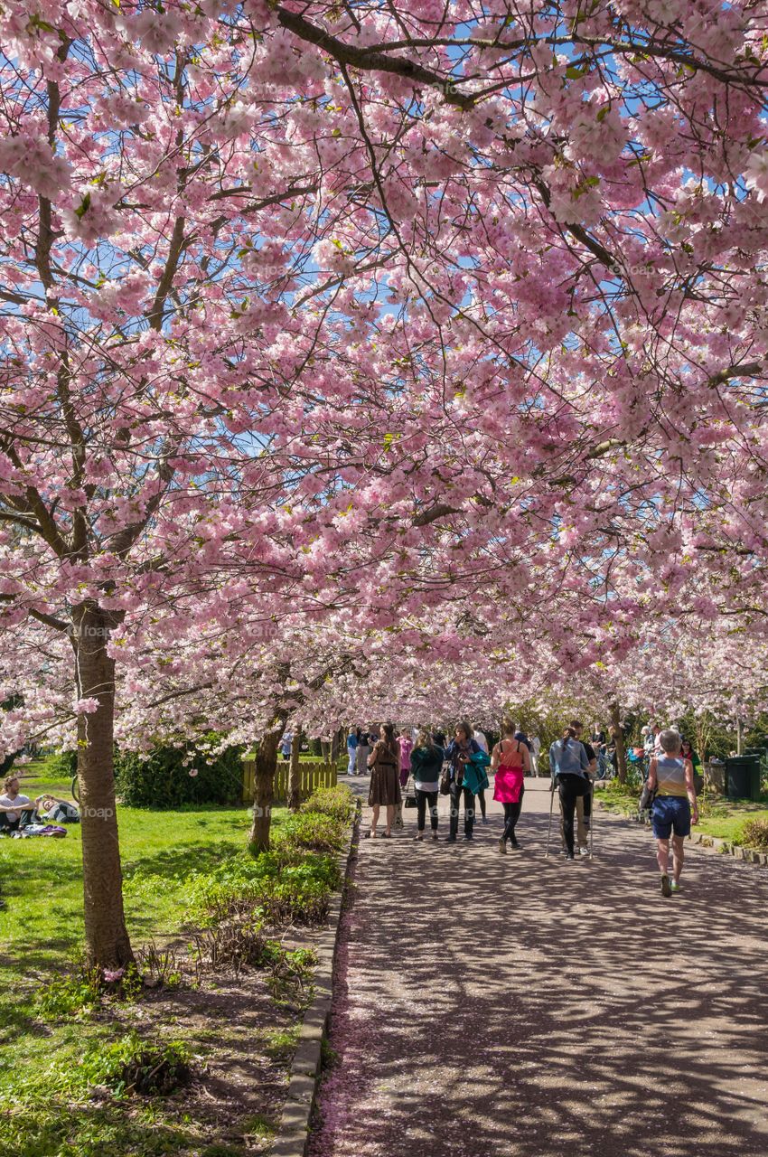 Pink park