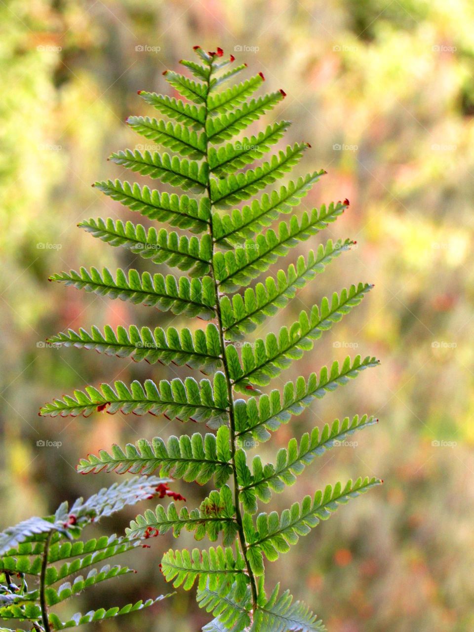 fern detail