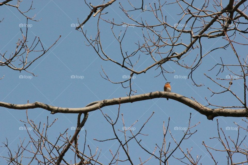 One orange bird perched in tree on branches with blue sky