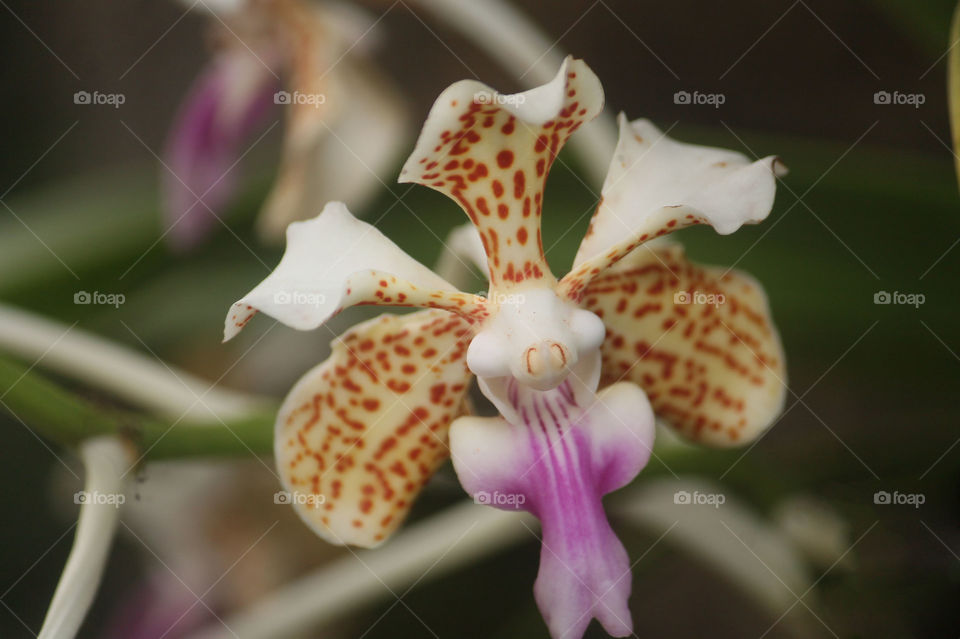 vanda tricolor species of orchid