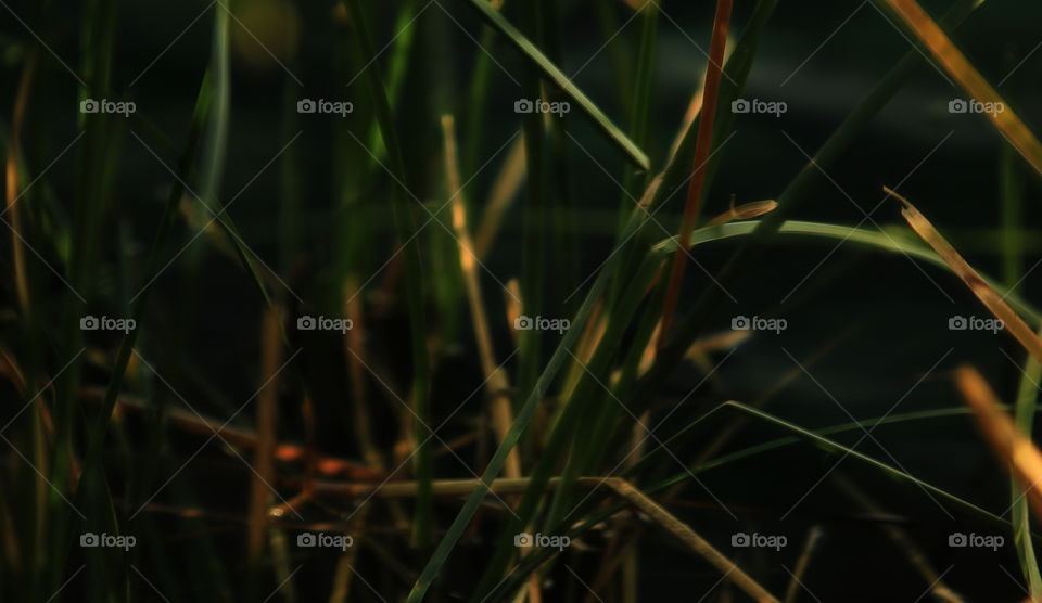 Pond Grass