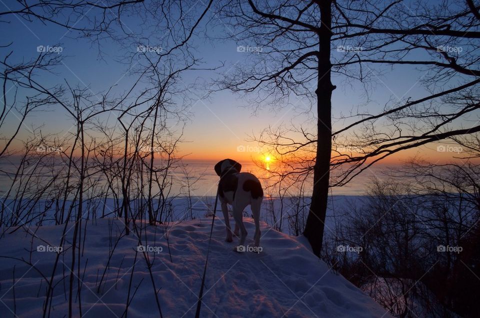 A Coonhound Sunrise....