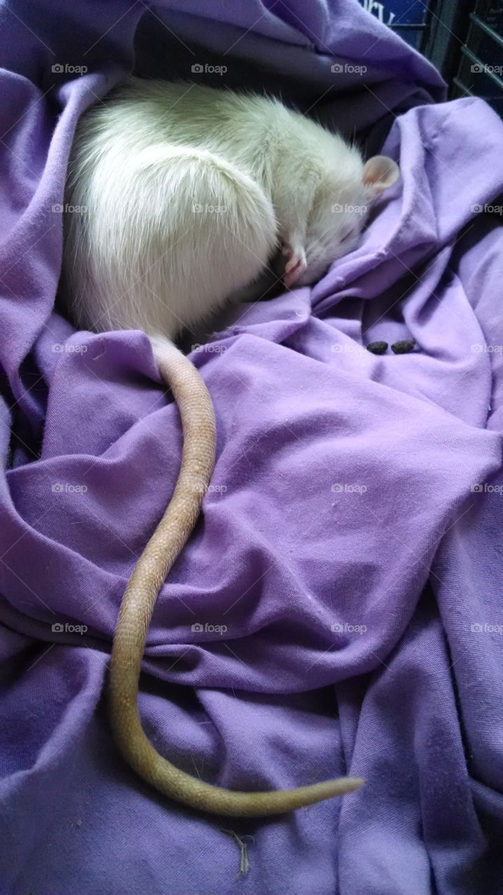 Cute sleepy rat curled up for a nap.