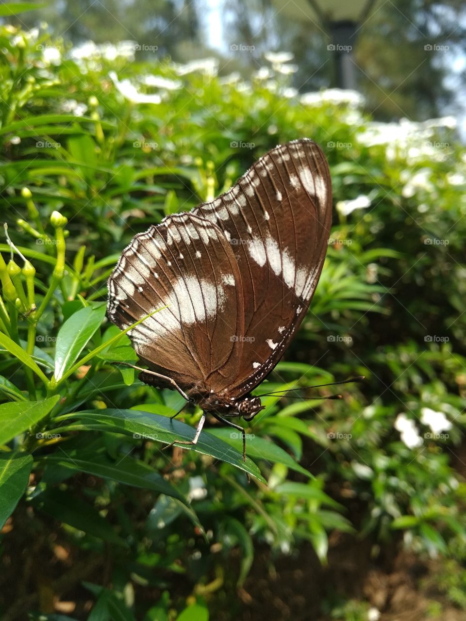 green leaves sleeping in butterfly