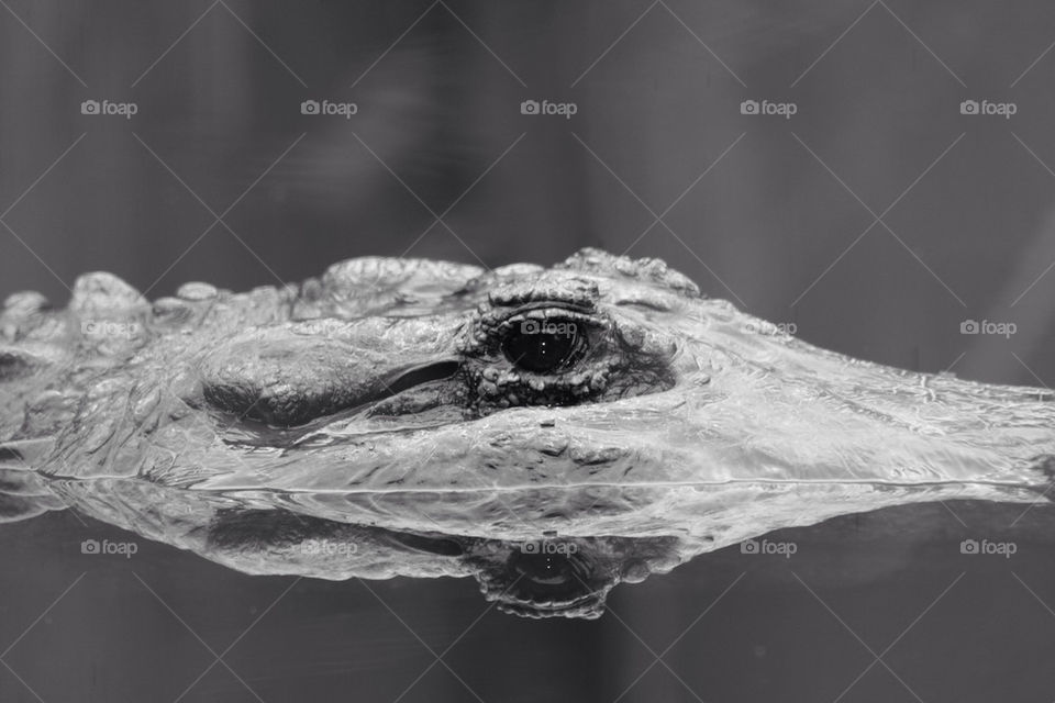 Reflection of crocodile in water