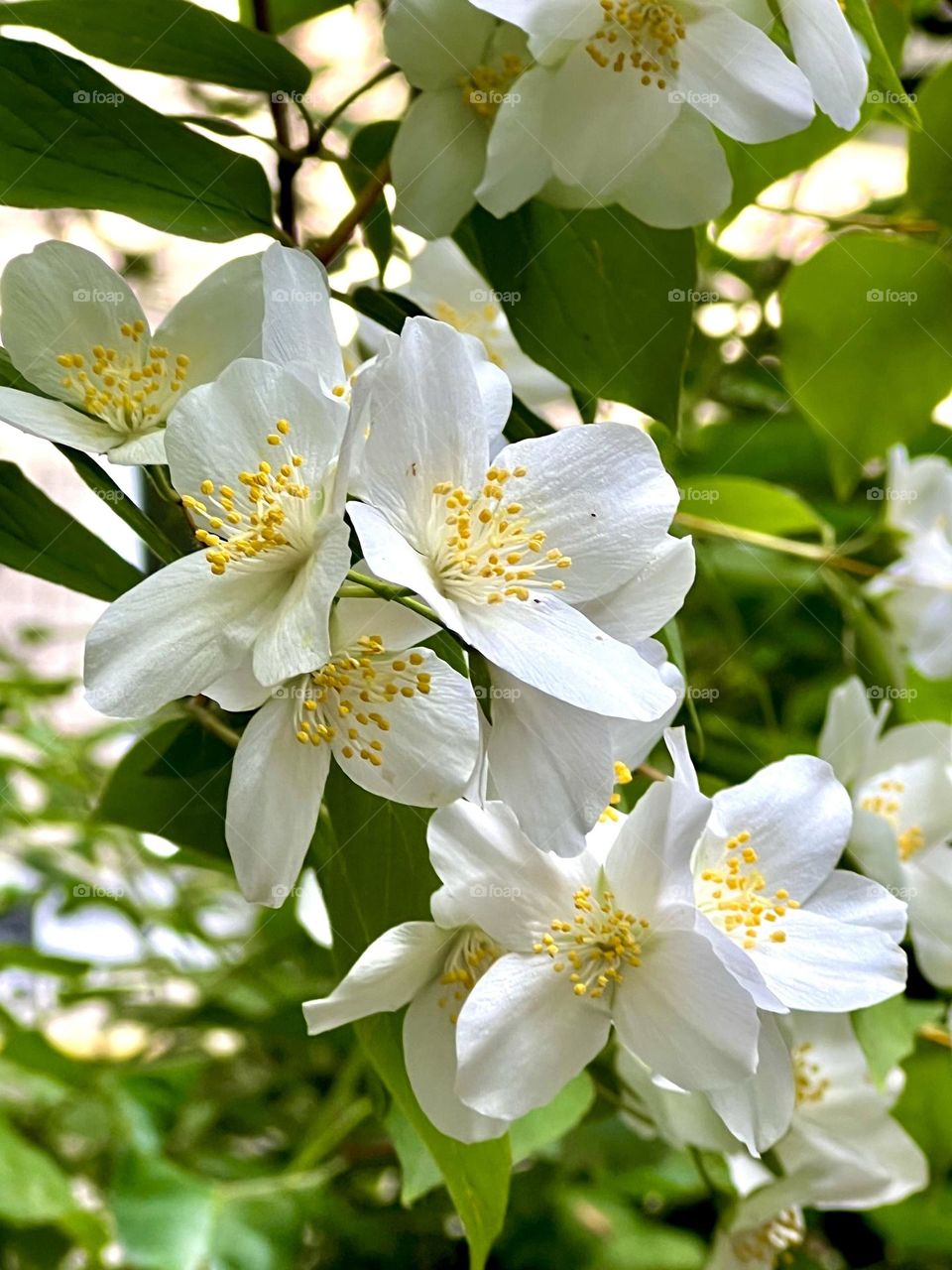 Mock orange Lewis (Garden jasmine)
