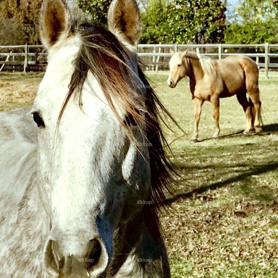 Close-Up Horse Face