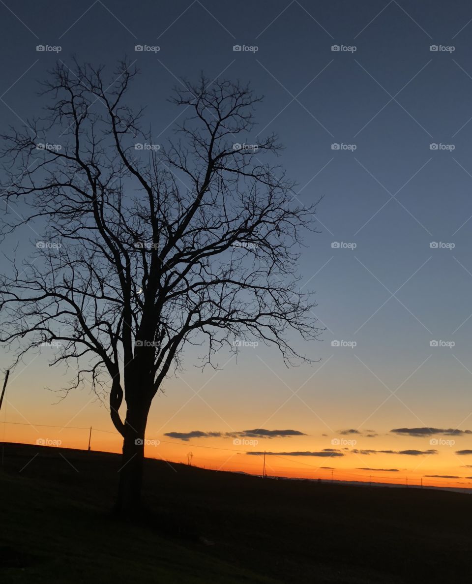 Sunset tree scenery 