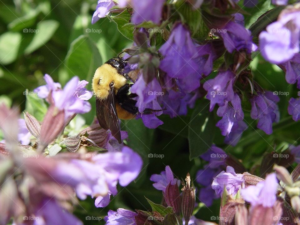 Purple flowers and bee
