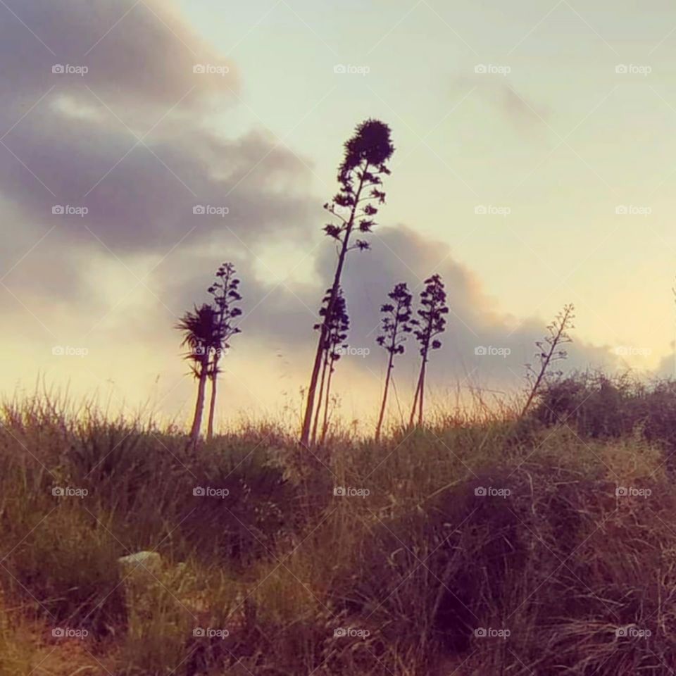 I have a passion for nature photography. I hope to win the competition so that I can buy a high-quality camera