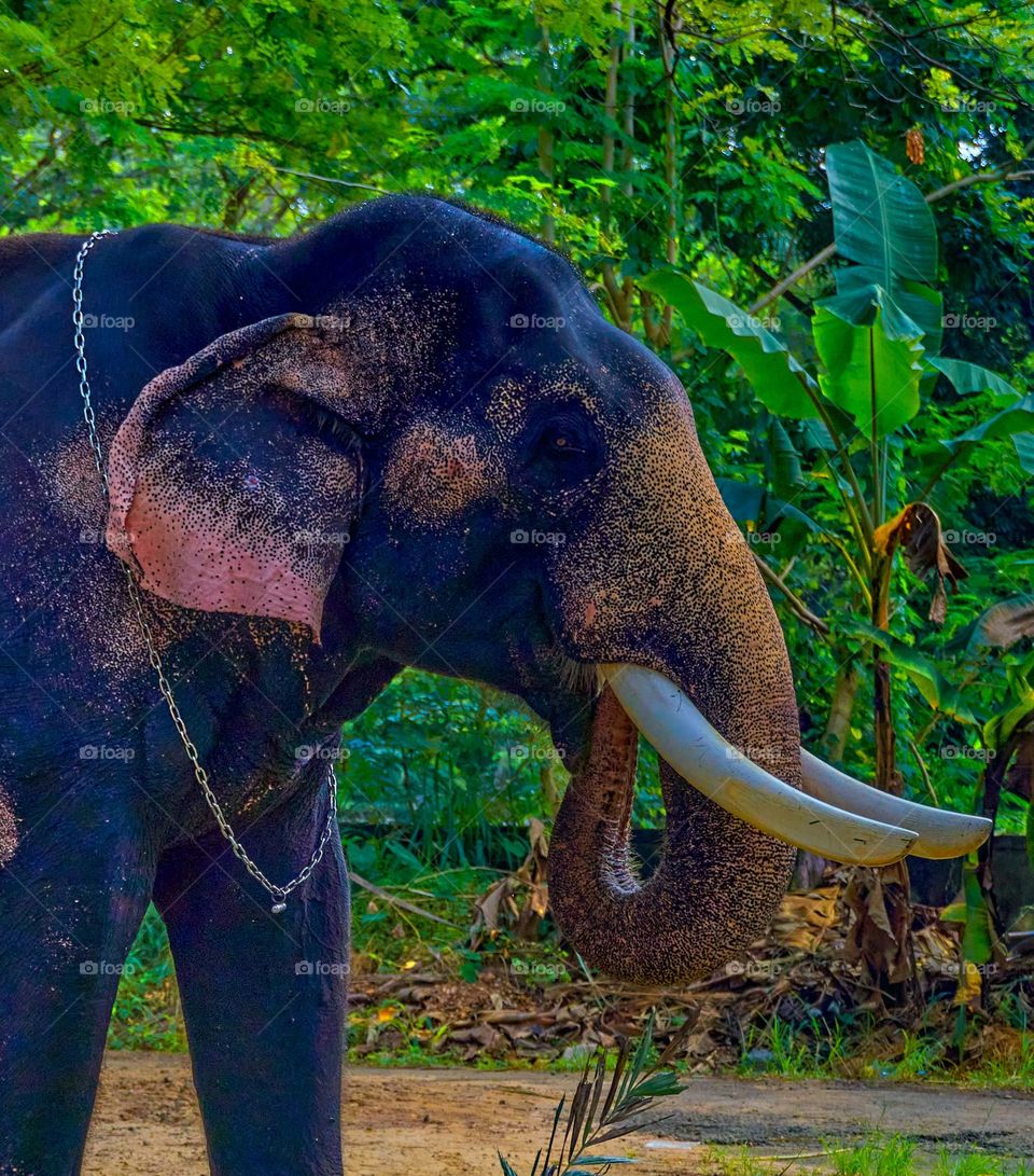 Domesticated animal - Elephant - Habit 