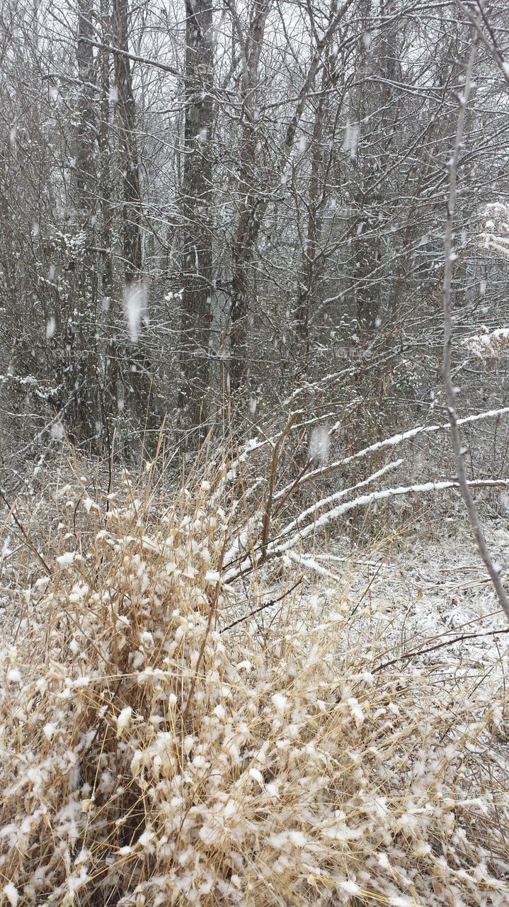 snow day. snow in Mississippi 