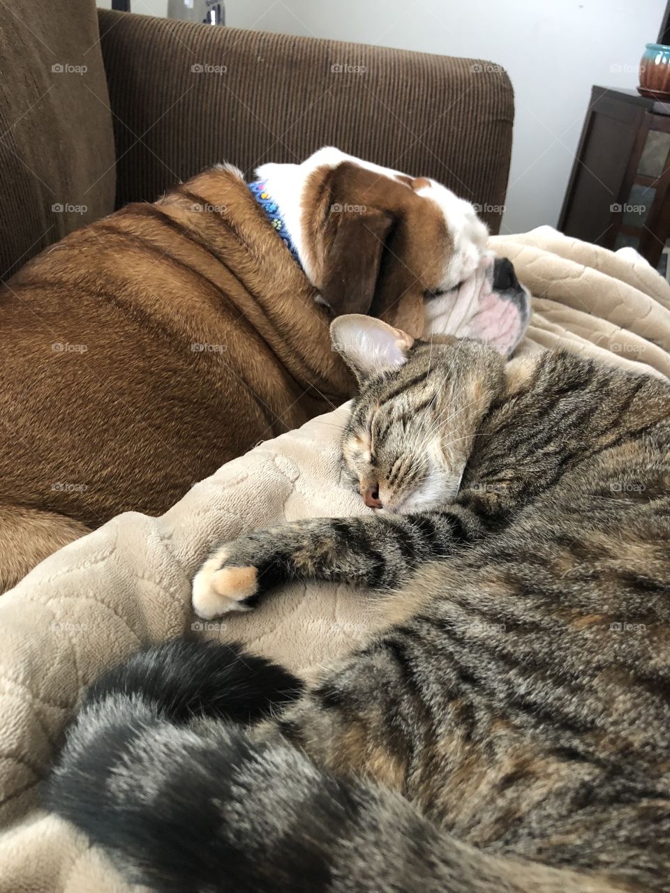 Bulldog and cat best buds napping buddies 