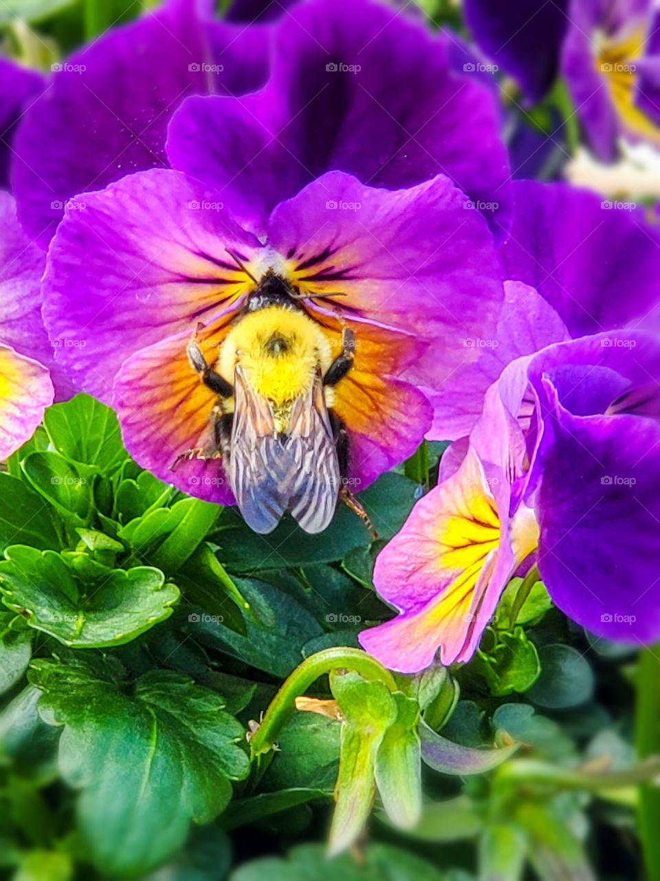 Fuzzy bumblebee loving on a purple flower in the garden.