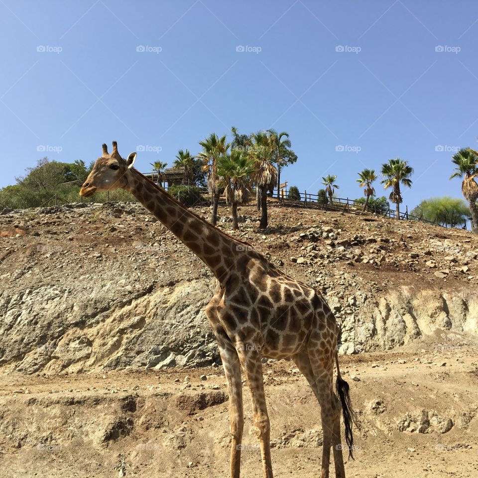 Beautiful giraffes 