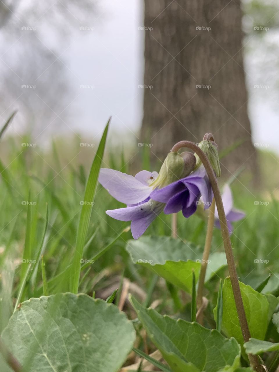 Side view of a wild violet in the grass against blurred trees 