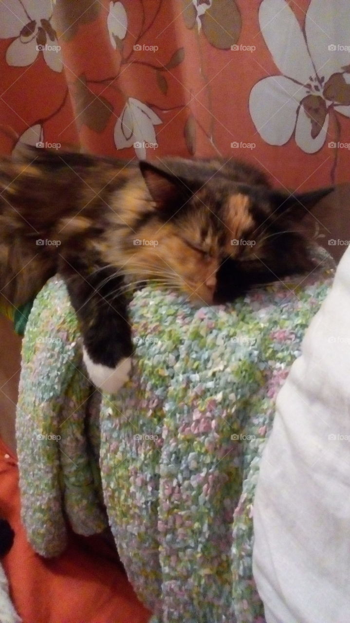 Сладкий сон