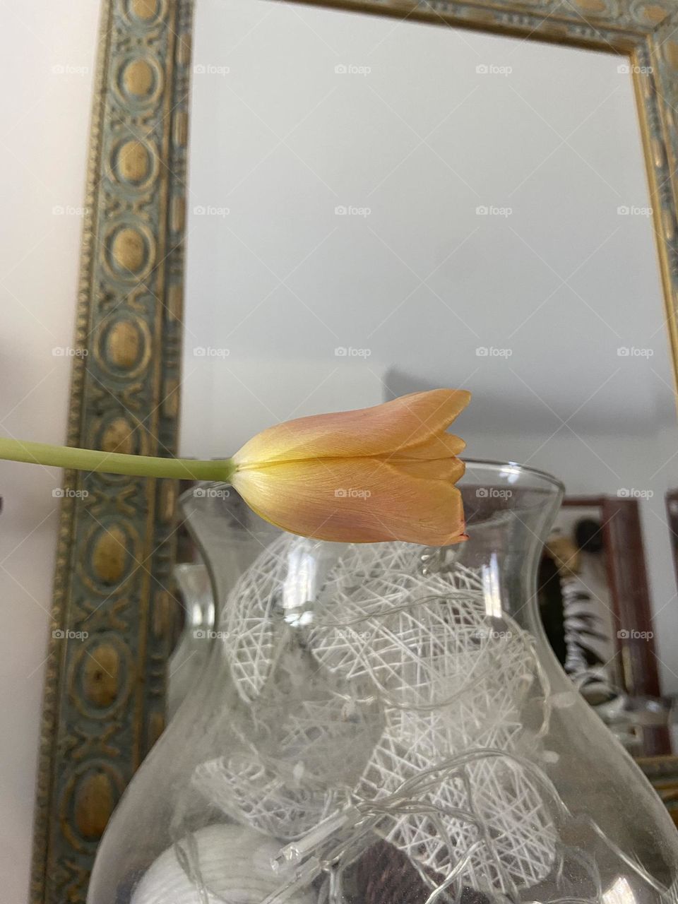 A yellow tulip 