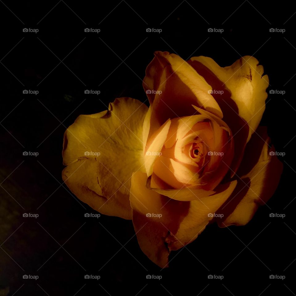 Yellow rose dark exposure