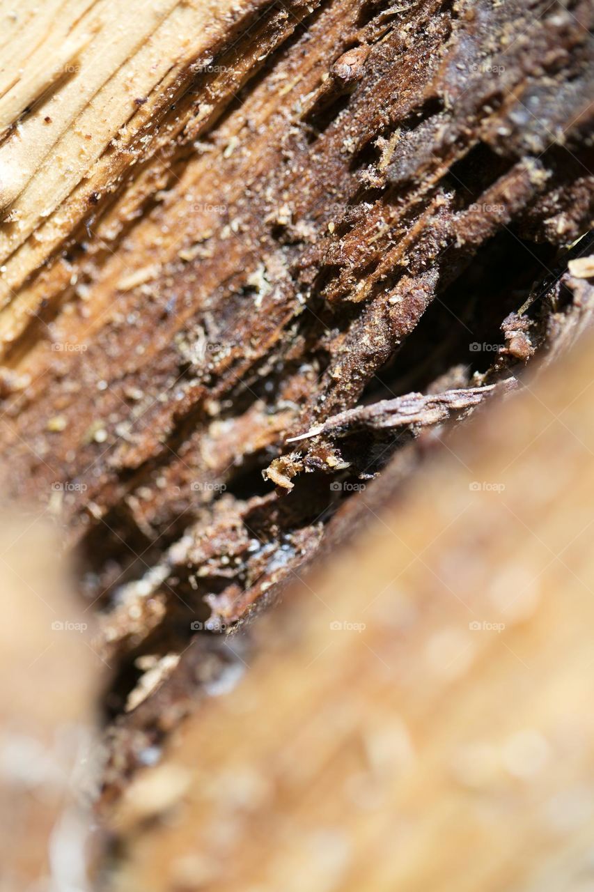 Wood surface close up background nature therapy amazing wildlife beautiful nature beings colorful eye-catching trippy psychedelic minimalist trees