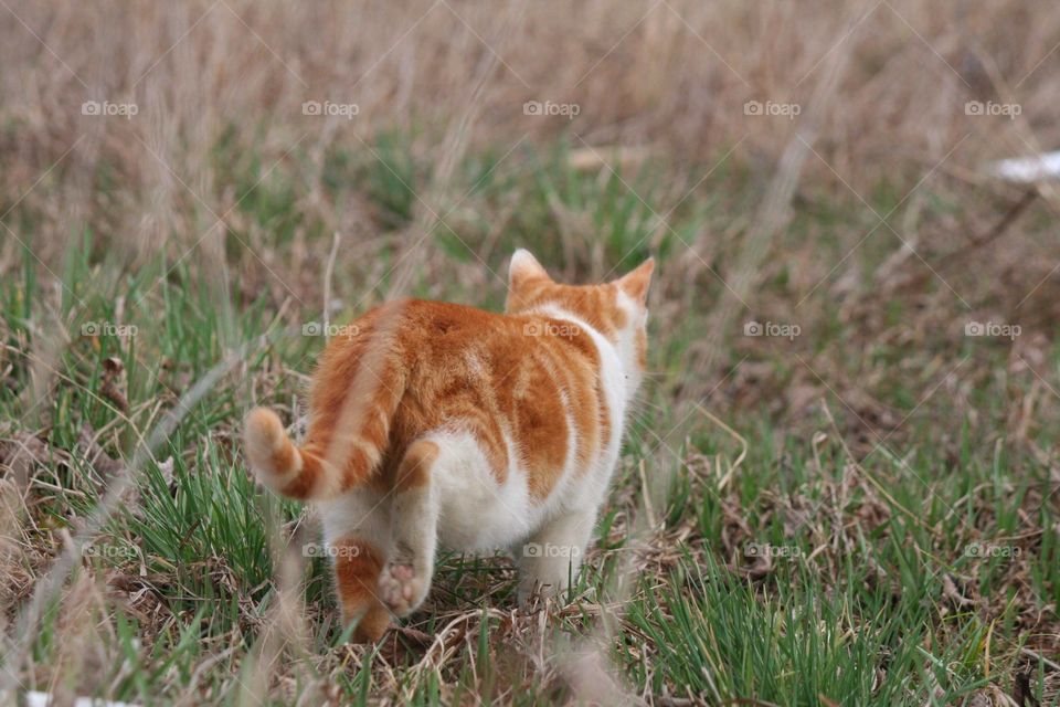 "Tell everybody, I'm on my way! New friends and new places to see!"

Independent ginger cat going on a journey!