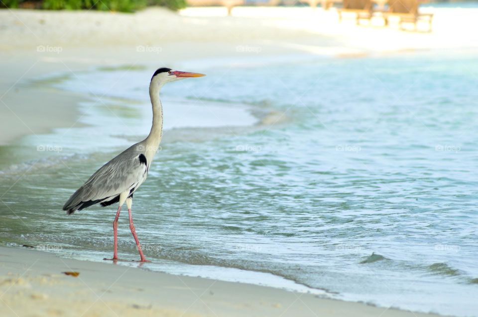 heron by the sea looking for something