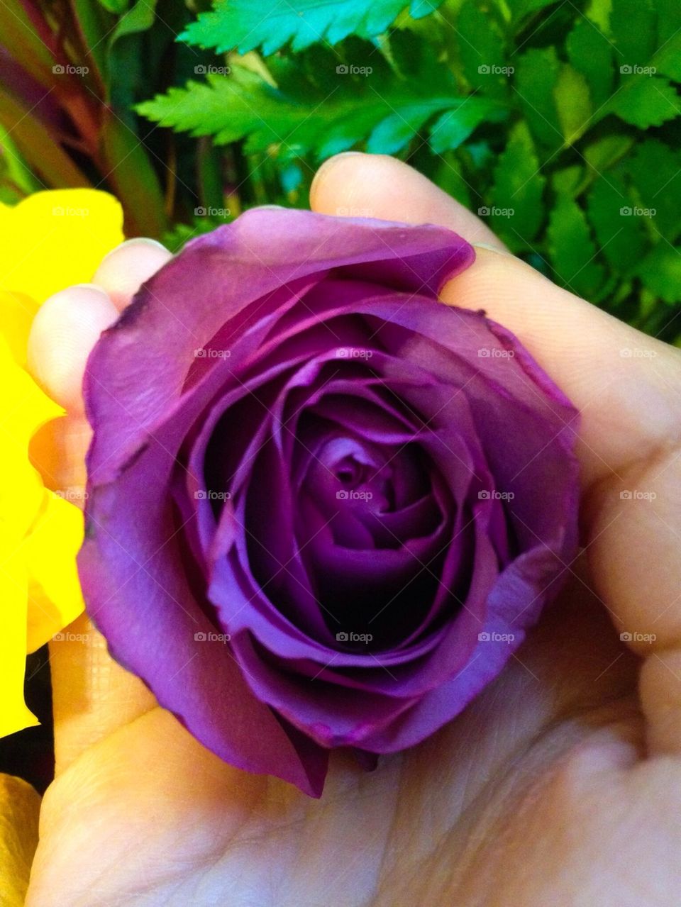 Rose in purple