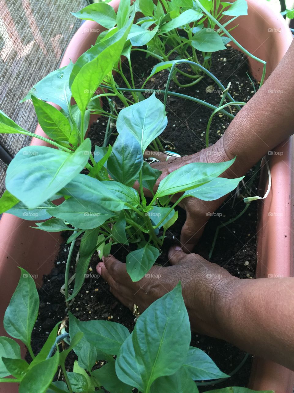 Planting peppers seedlings