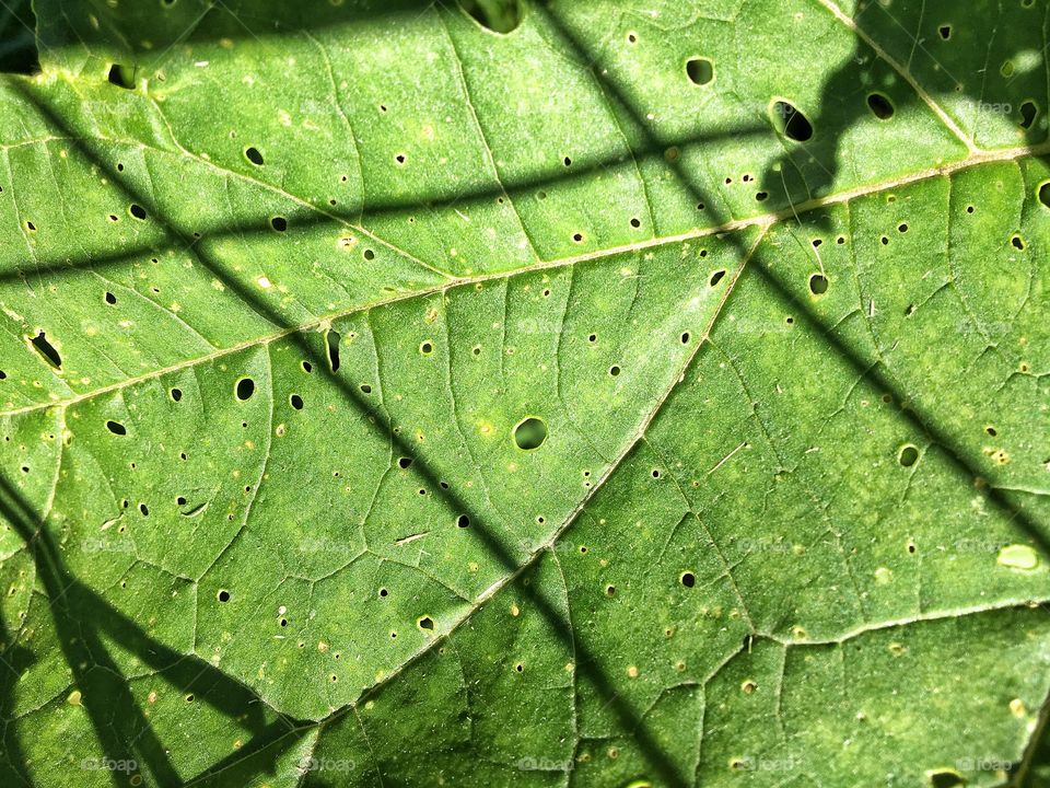 Okra Leaf Texture 