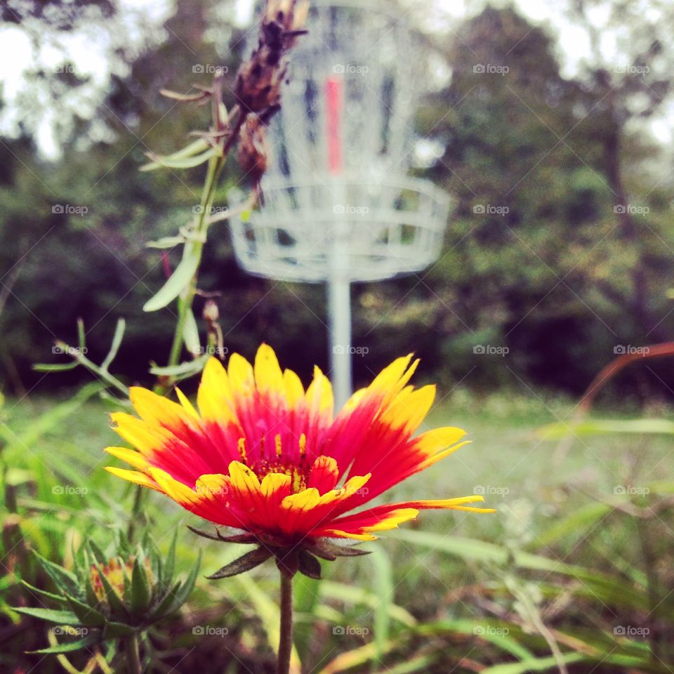 On Par with Nature. Beautiful flower out on the disc golf course.