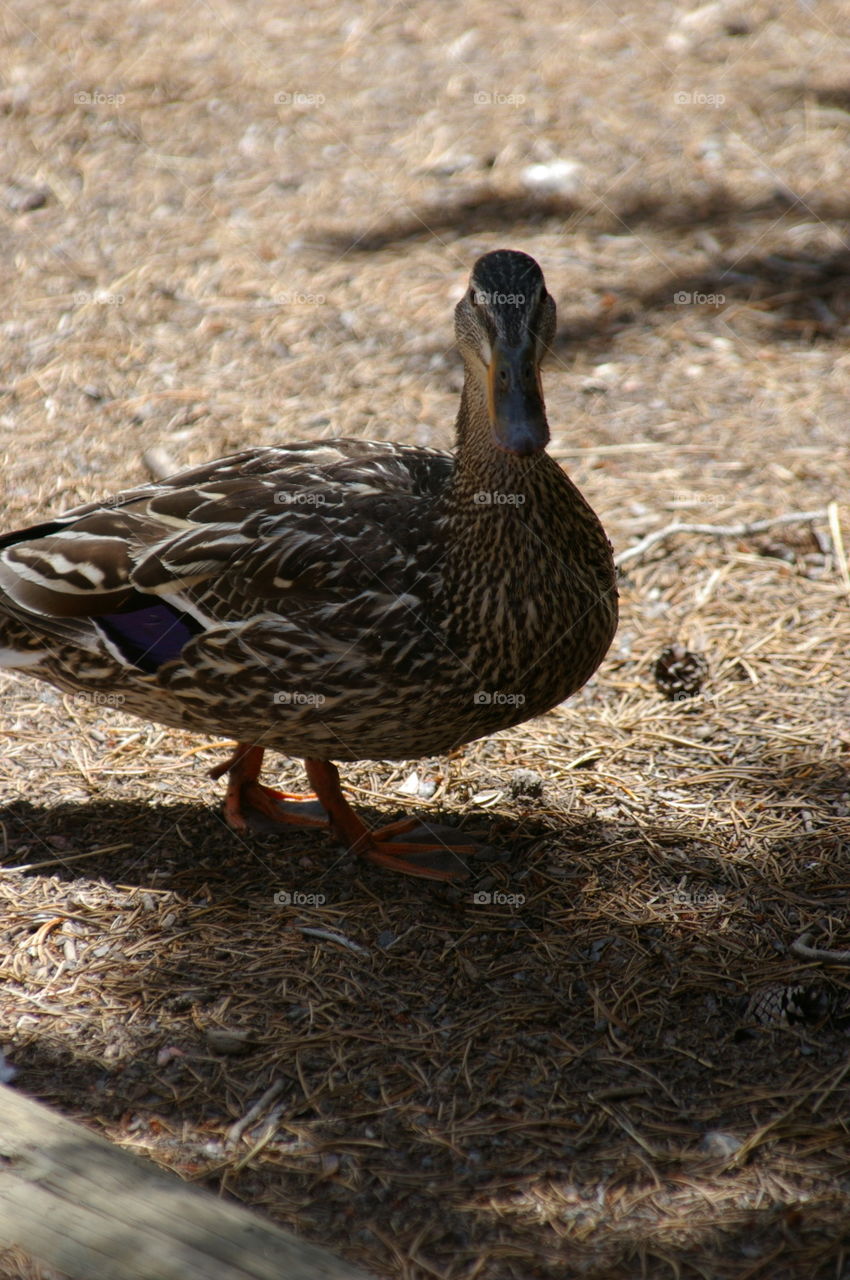 Mrs Mallard