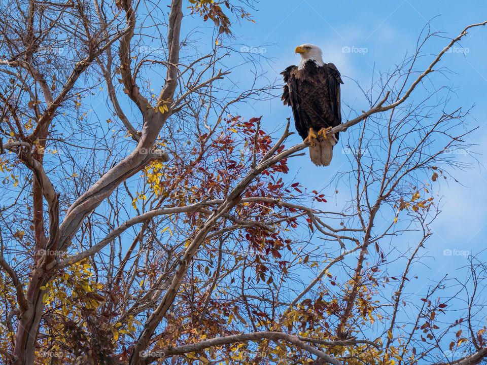 A adult male bald eagle perches on a sturdy branch in a very tall tree as he surveys the area keeping a watchful eye out for food