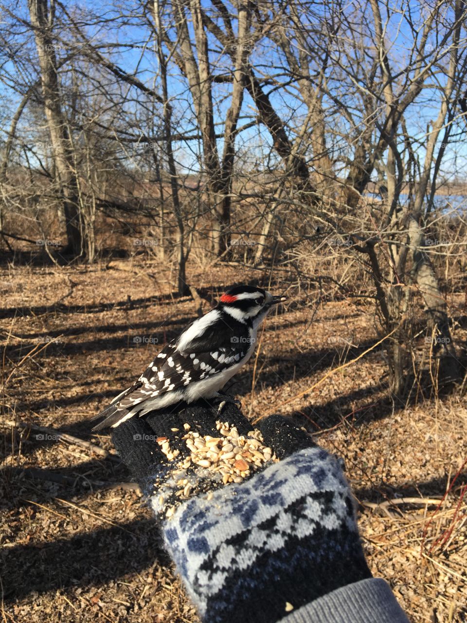 Downy woodpecker at a nature conservation area in Ontario. Taken in winter. Trees are barren and you can see the lake. The sky is blue.