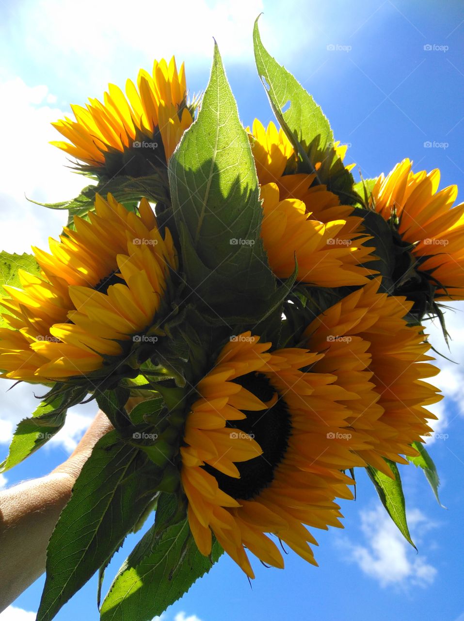 Sonnenblumen