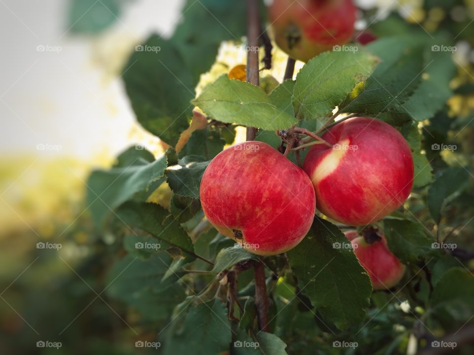 Fresh red apple on the tree in the garden