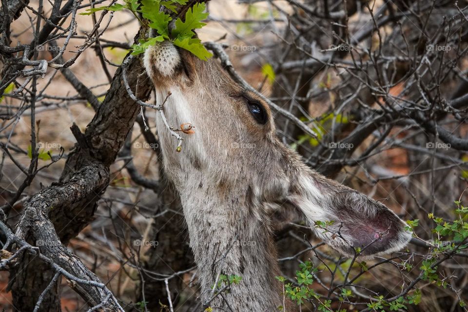 A mule deer eats a high leaf off a tree