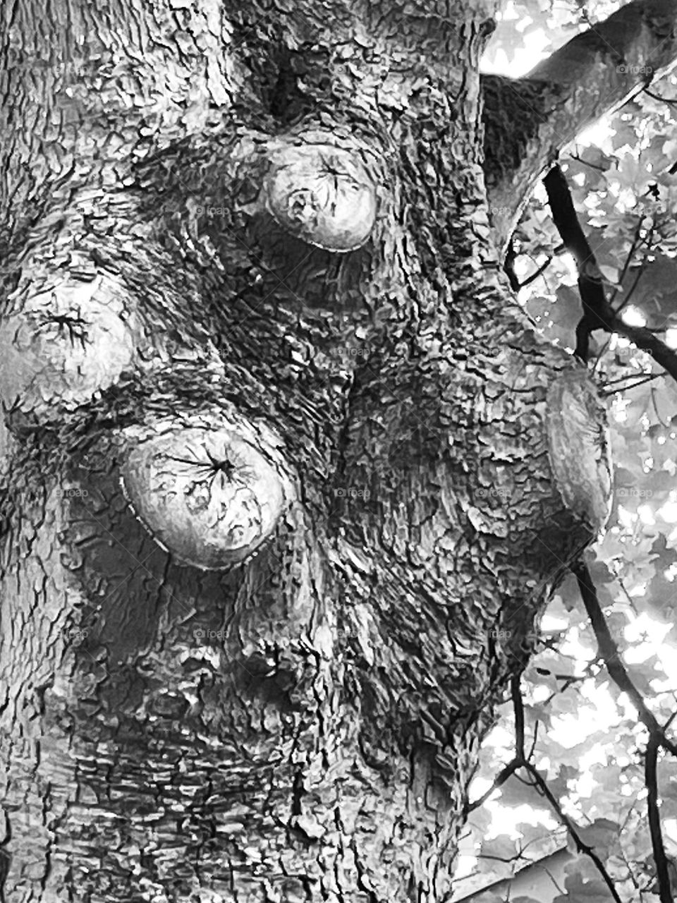 A tree of different textures 