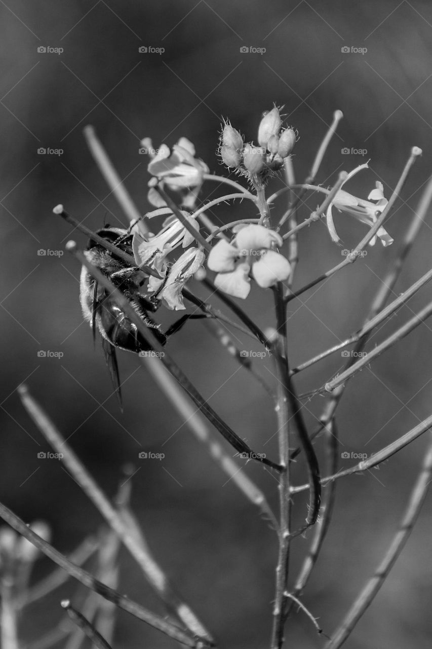 Flower and insect