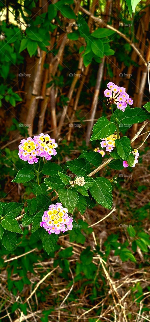 Beautiful Lantana wildflowers springtime bloom in tropical South Texas.