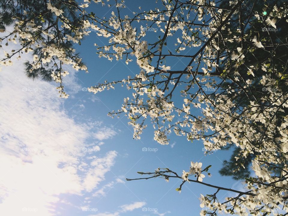 Low angle view of cherry flowers