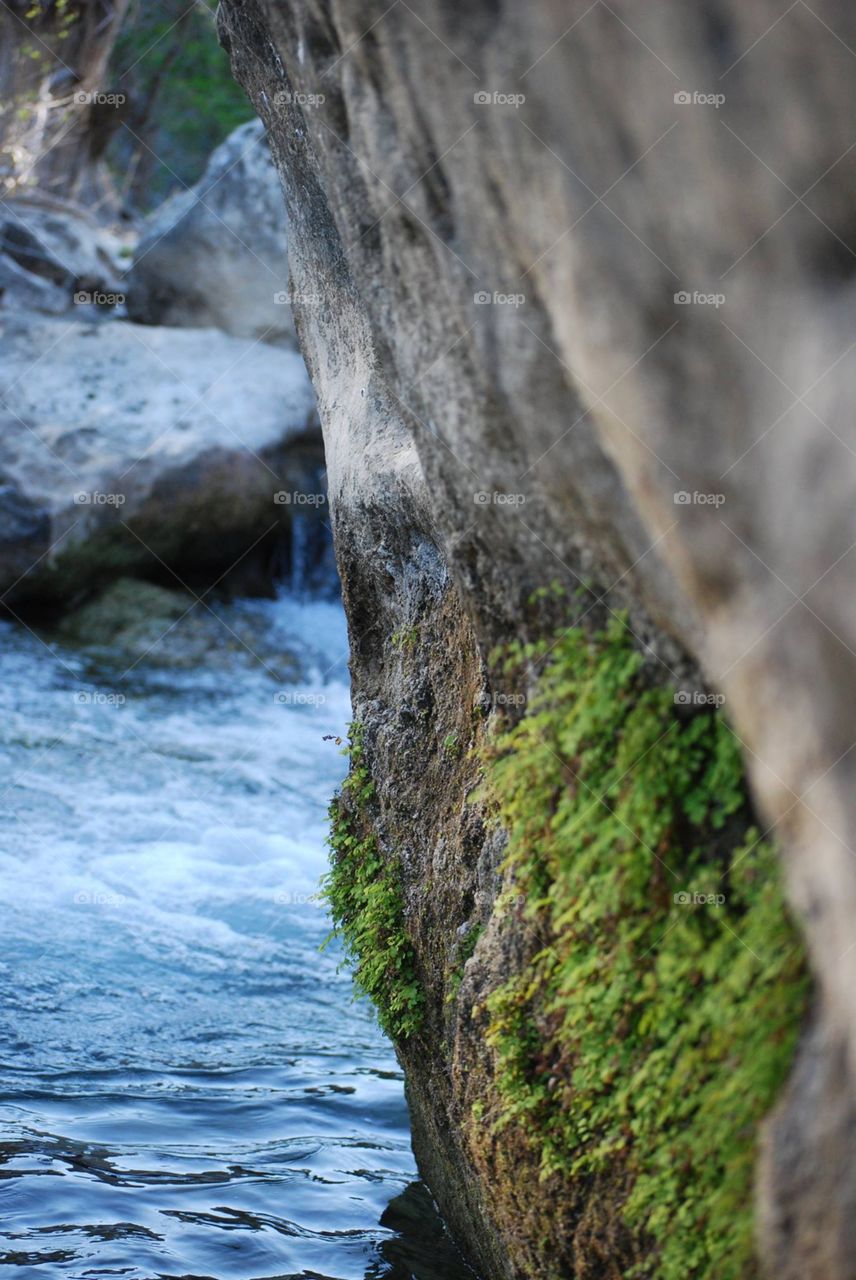 Moss on Rock