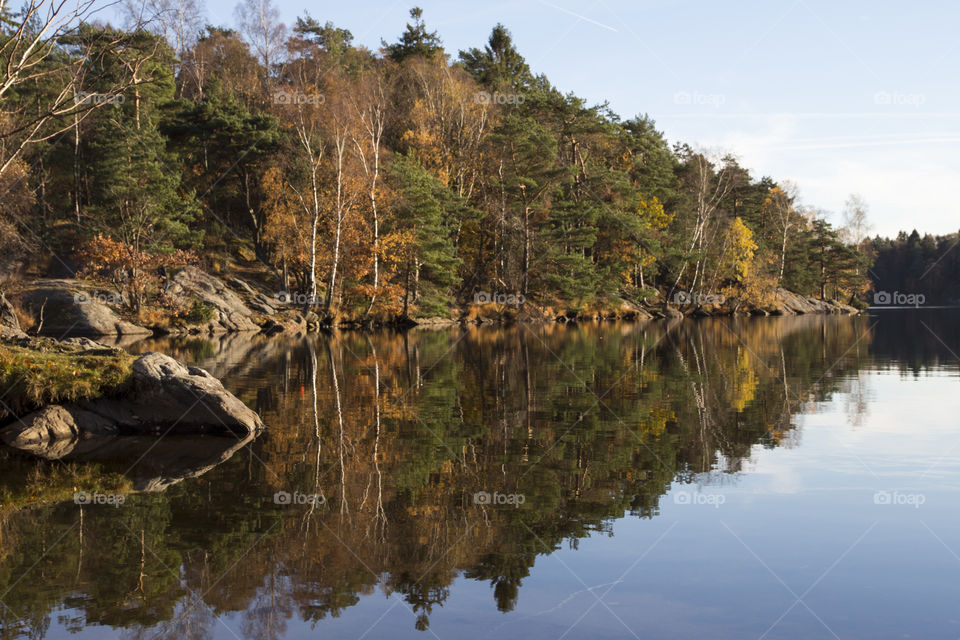 Forest reflection in the autumn 