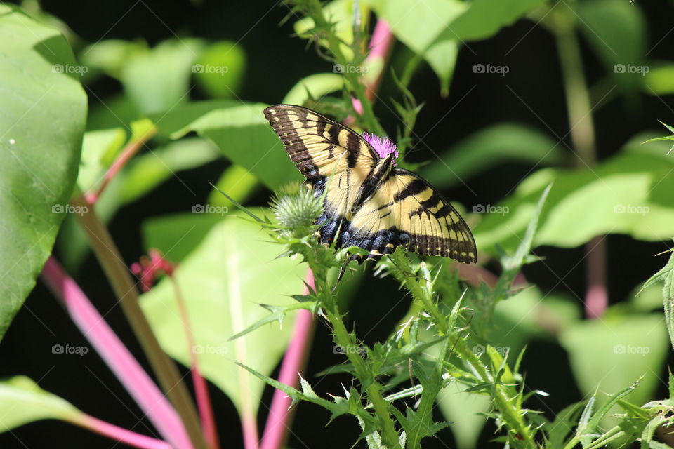 Female Eastern Tiger Swallowtail pollinating the thistle