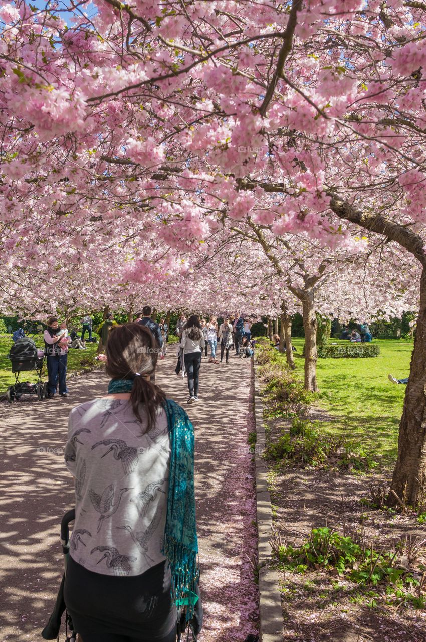 Pink park