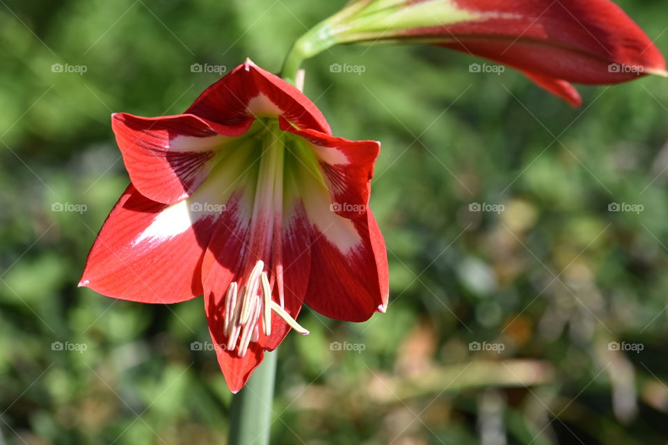 Amaryllis Favorites